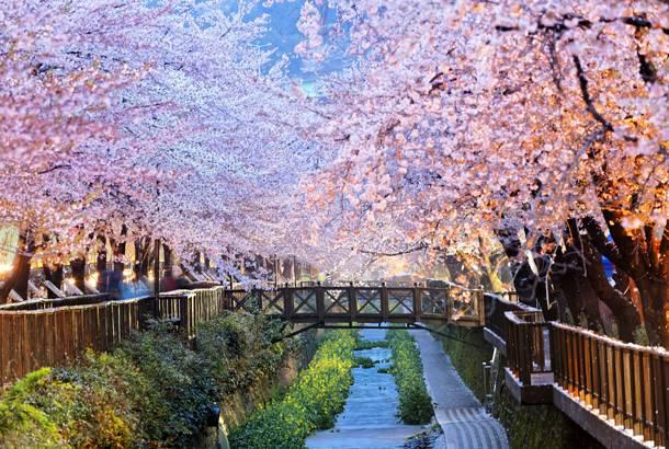 CHERRY BLOSSOMS DECORATE THE WALKWAYS OF BUSAN CITY IN SOUTH KOREA