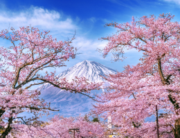 Best Time to visit Japan for Sakura Lover